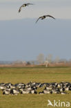 Brandgans (Branta leucopsis)