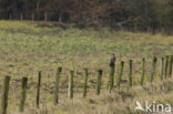 Buizerd (Buteo buteo)