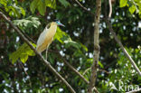 Capped Heron (Pilherodius pileatus)