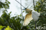 Capped Heron (Pilherodius pileatus)