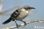 Galapagos Mockingbird (Mimus parvulus)