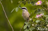 Grauwe Klauwier (Lanius collurio) 