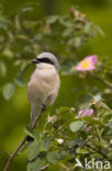 Grauwe Klauwier (Lanius collurio) 