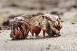 Hermit Crab