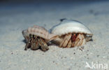 Hermit Crab