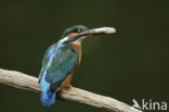 IJsvogel (Alcedo atthis)