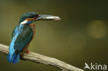 IJsvogel (Alcedo atthis)