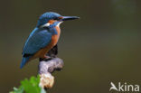 IJsvogel (Alcedo atthis)