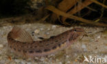 Kleine modderkruiper (Cobitis taenia)