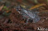 Leaf toad sp. (Bufo sp.)