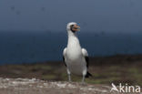 Maskergent (Sula dactylatra)