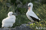 Maskergent (Sula dactylatra)