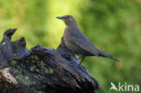 Merel (Turdus merula)