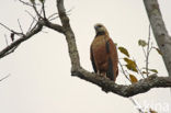 Moerasbuizerd (Busarellus nigricollis)