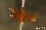 Perithemis cornelia