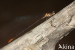 Phoenicagrion sp. n.