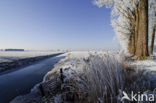 Riet (Phragmites australis)