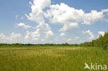 Riet (Phragmites australis)