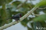 Roodbuikdikbekje (Sporophila castaneiventris)