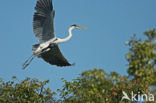 Sokoi reiger (Ardea cocoi)