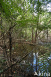 Tamshiyacu Tahuayo Reserve