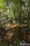 Tamshiyacu Tahuayo Reserve