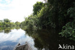 Tamshiyacu Tahuayo Reserve