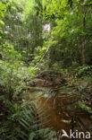 Tamshiyacu Tahuayo Reserve