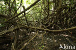 Tamshiyacu Tahuayo Reserve