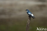 Witbuikzwaluw (Tachycineta albiventer)