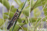 Woestijnsprinkhaan (Schistocerca gregaria)