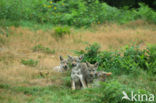 Wolf (Canis lupus)