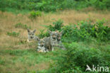 Wolf (Canis lupus)