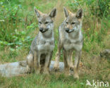 Wolf (Canis lupus)