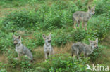 Wolf (Canis lupus)