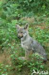 Wolf (Canis lupus)