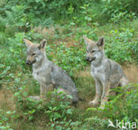 Wolf (Canis lupus)