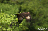 Zwarte Arendbuizerd (Buteogallus urubitinga)