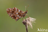 Akkerparelmoervlinder (Boloria dia)