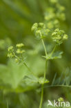 Bergvrouwenmantel (Alchemilla monticola) 