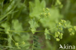 Bergvrouwenmantel (Alchemilla monticola) 