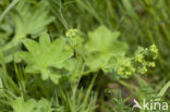 Bergvrouwenmantel (Alchemilla monticola) 