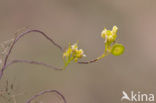 Biscutella guillonii