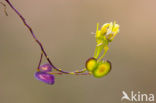 Biscutella guillonii