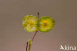 Biscutella guillonii