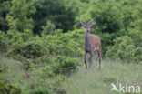 Edelhert (Cervus elaphus)