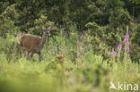 Edelhert (Cervus elaphus)