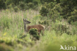 Edelhert (Cervus elaphus)