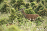 Edelhert (Cervus elaphus)