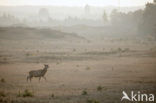 Edelhert (Cervus elaphus)